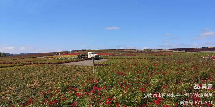 江苏苗圃花卉基地