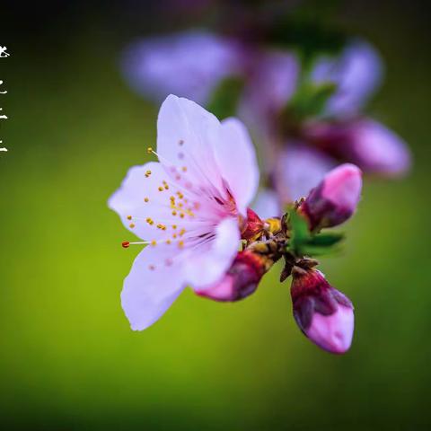 春风十里桃花香