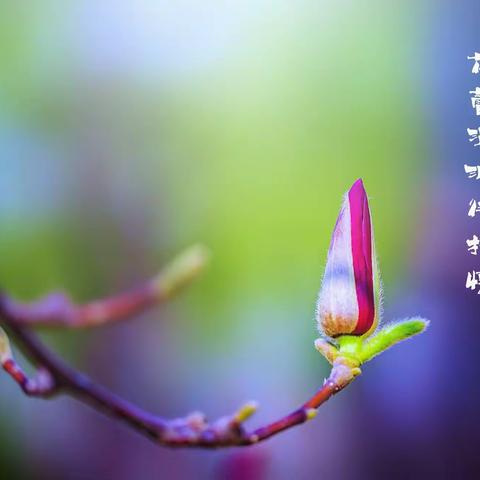 我是一朵睡眠的花蕾