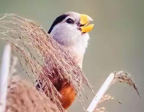 再回首，家乡的熊猫鸟