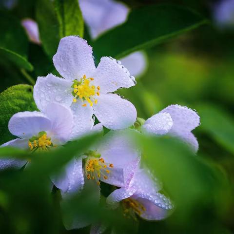 梨花带雨·心许菩提