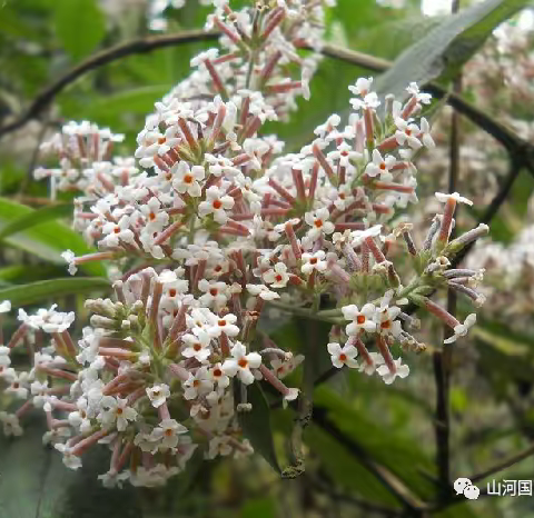 密蒙花（中药材）→收藏