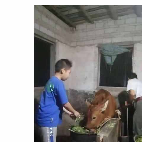 【秋收正当时，丰收乐无穷】——记容县黎村镇同心中心小学学生参加劳动实践活动