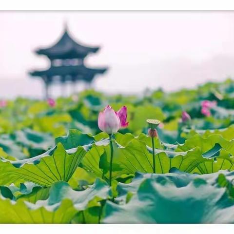 【益海教学】“最美朗读者”——二年一班陈雨菲