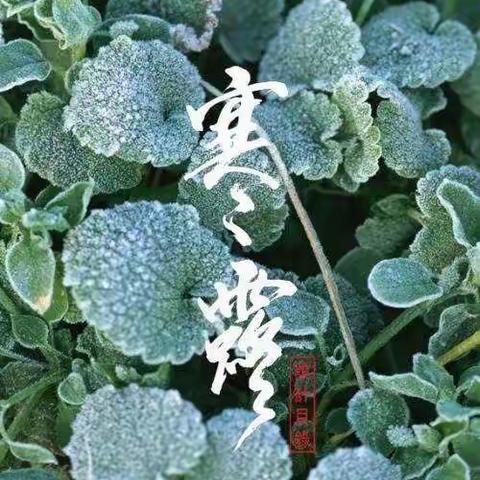 二十四节气之寒露