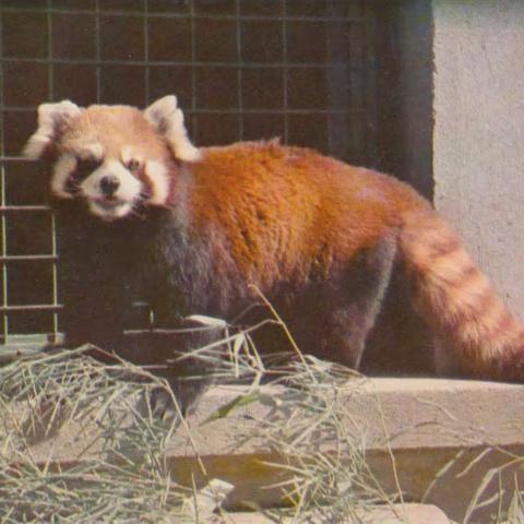 《小熊猫》明信片