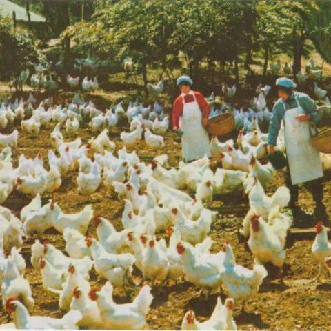 《全国摄影艺术展览⑴/⑵1975》明信片