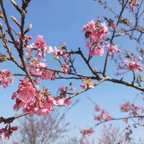 同心同德，同心花海。一年四季，花果飘香。