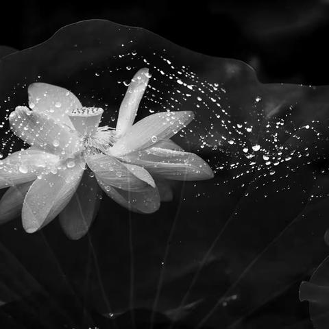 荷塘梦境_《一帘幽梦》