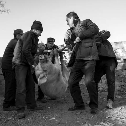 辽南农家事--杀年猪