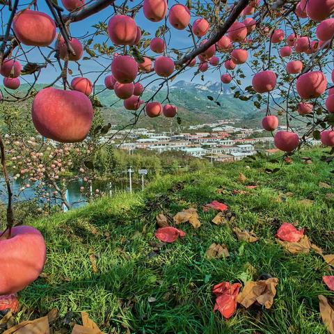 今秋果乡