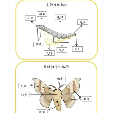 人类的好朋友-蚕宝宝