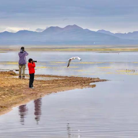 青海行（四）香日德镇—-玛多