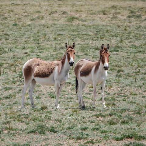 青海行（三）共和—塔拉草原—冬格纳措湖—香日德镇