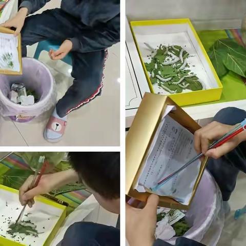 养蚕欢乐多——泸县实验学校三（1）卢子尧