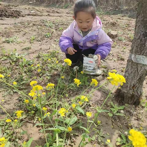 清明节的踏青之旅