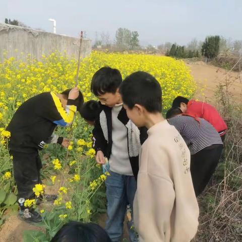 劳动砺心志，实践促成长——巩义市鲁庄镇北侯小学学生劳动实践活动