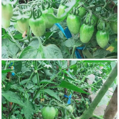 一米菜园——小番茄🍅种植记