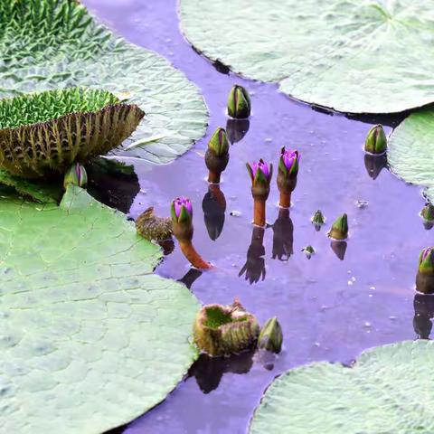 金秋时节话芡实