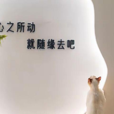 可爱的小猫咪