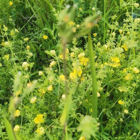 《草花》文｜大山