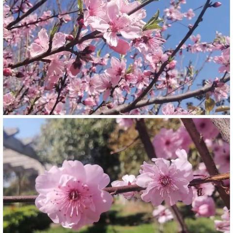 玺湖森林幼儿园彩虹班第六周——自然课程《樱花的秘密🌸》