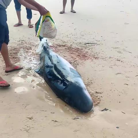龙马海岸派出所教育整顿为民办实事