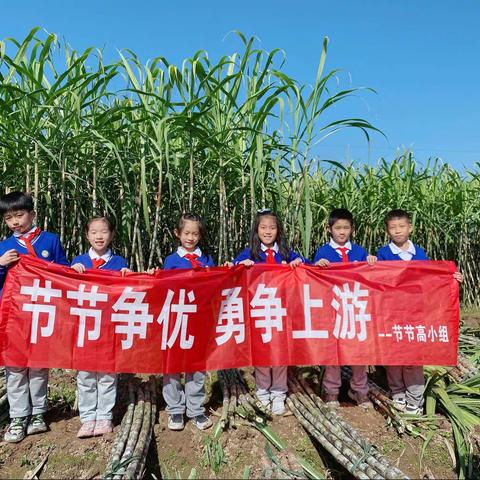 节节争优 勇争上游———节节高小组关于陶山甘蔗保存方法的实践研究