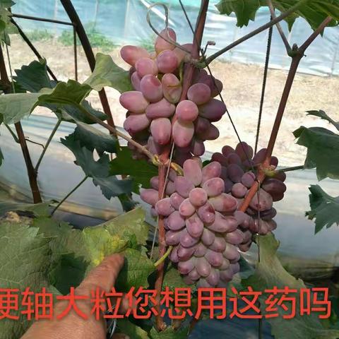 着色香葡萄 大粒硬轴拉长药免费