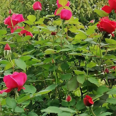 晒晒我爱的那些花🌸