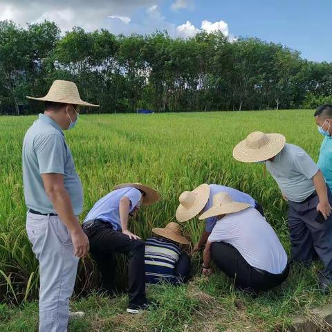 屯昌县一手抓疫情防控，一手抓晚稻病虫害防治工作