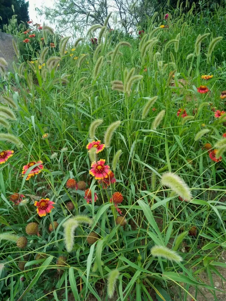 马尾巴草――平凡又可爱