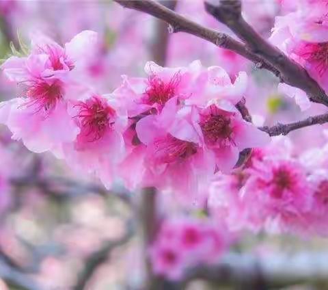 陌上花渐开，希望次第来—温水镇二年级二班线上学习第五周总结