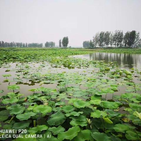 天 池 荷 花