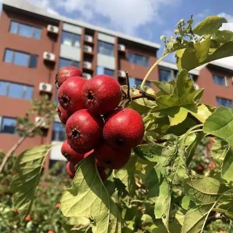 青山区美术名师工作坊第三组教研活动——小荷初露角，聚焦新教师成长，一机三小美术组汇报课研讨活动