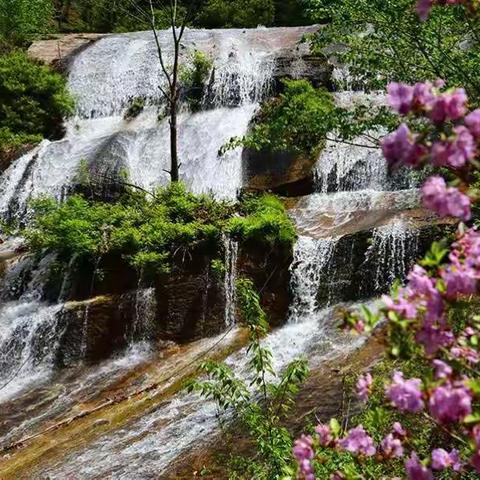 五一长假，虎脸瀑布邀您共赏金达花开