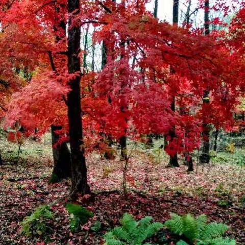 金秋十月(虎脸瀑布)欢迎您、有想来的吗?电话微信同步15981262111