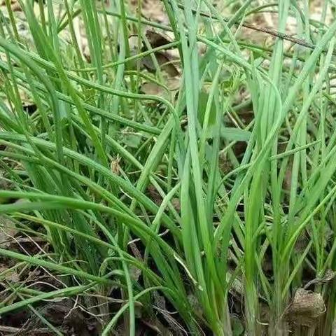 这7种野菜，好吃随处有！