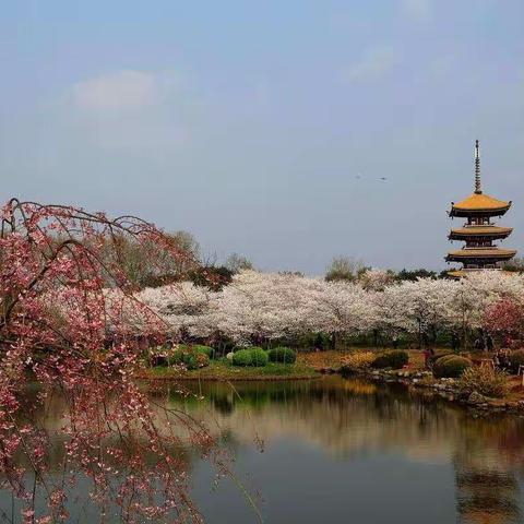 特殊时期，别样风采——平原示范区第二初级中学“停课不停学，我们在行动”（三）