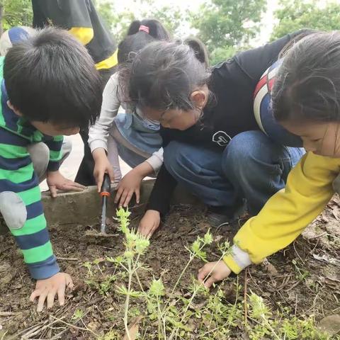 劳动与实践——种子的旅行(播种篇)