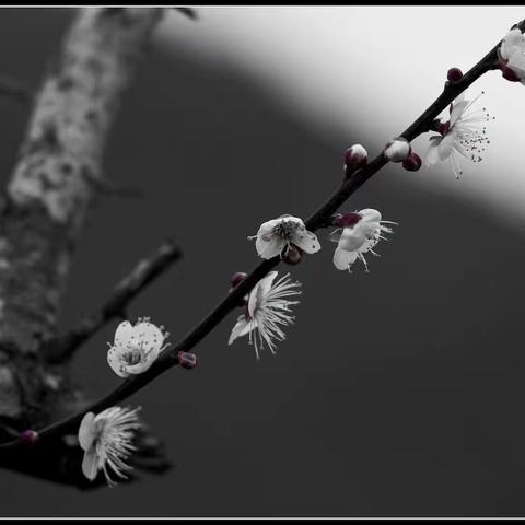 梁化梅园 梅花三弄