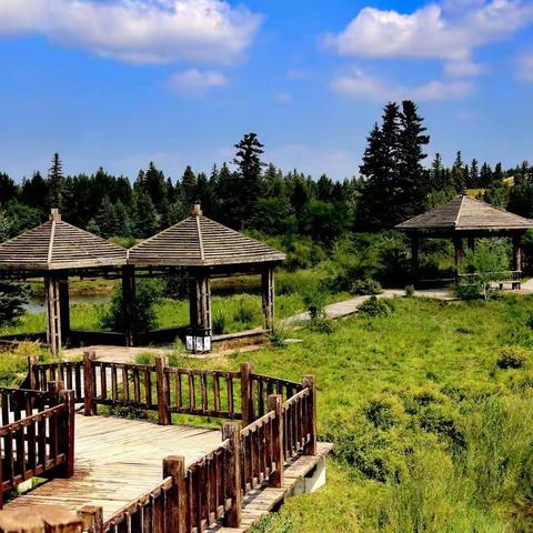 到克什克腾白音敖包，探访沙地云杉，领略草原风貌