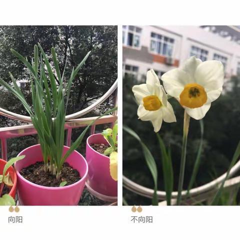 #植物日记#光照对水仙花的生长有影响吗？