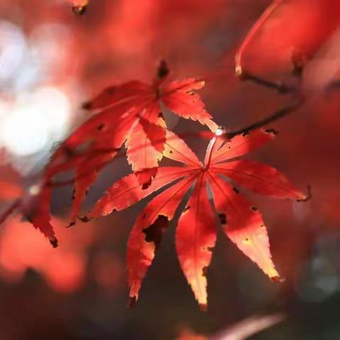 【才子城小区】10月工作简报