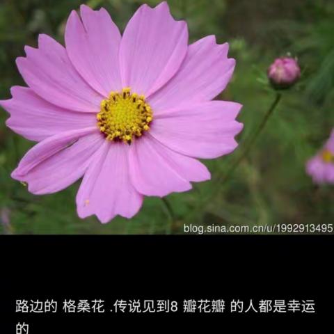 《九瓣格桑花》作者：金罡，朗诵：汪运华