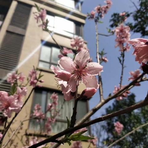 所谓伊人，在“云端”——一年级“云教学”一周记