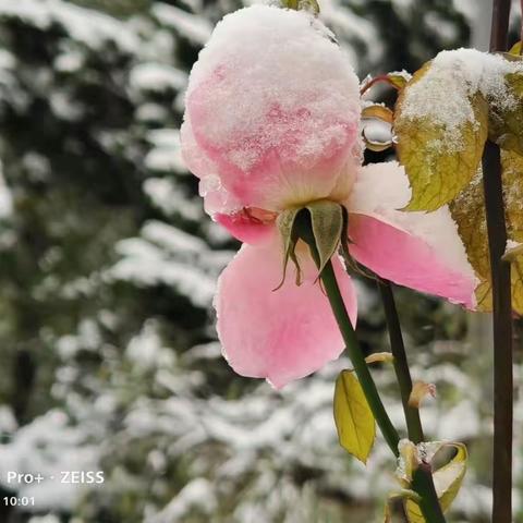 2021年立冬北京的第一场初雪