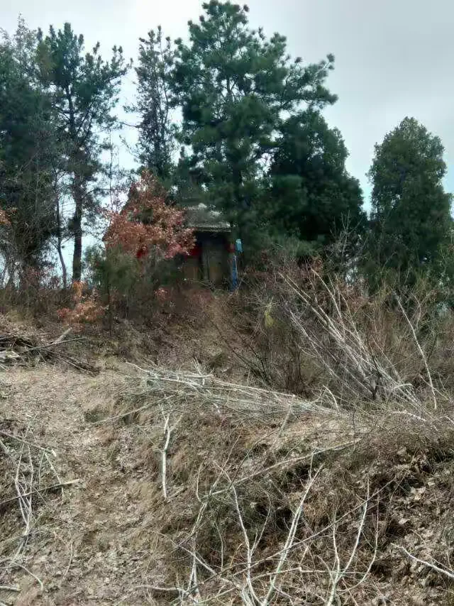 今天我带你去巡山