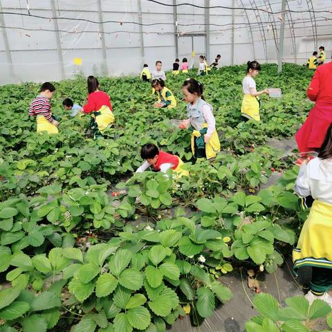 采摘乐趣浓——崔东沟幼儿园