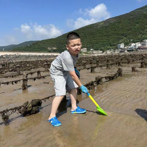 赶海观察寄居蟹